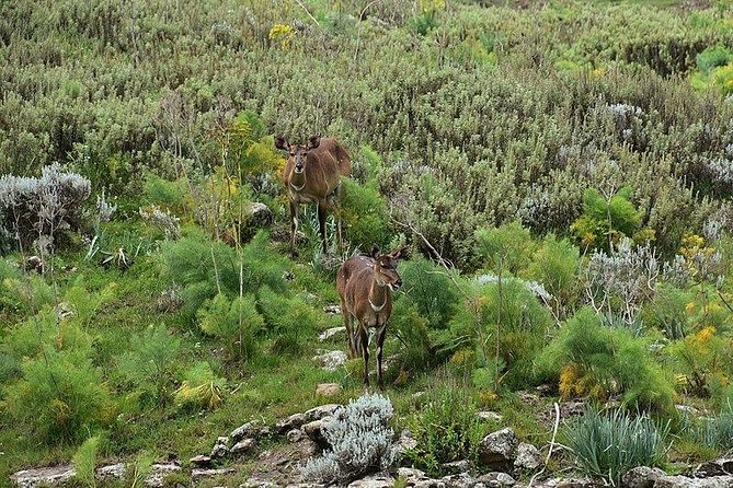 3 Days Bale Mountains Trekking - What this three-day Bale trip really offers