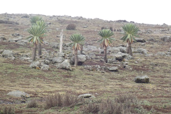 3 Days Bale Mountains Trekking - Day three: a final hike and the flight back