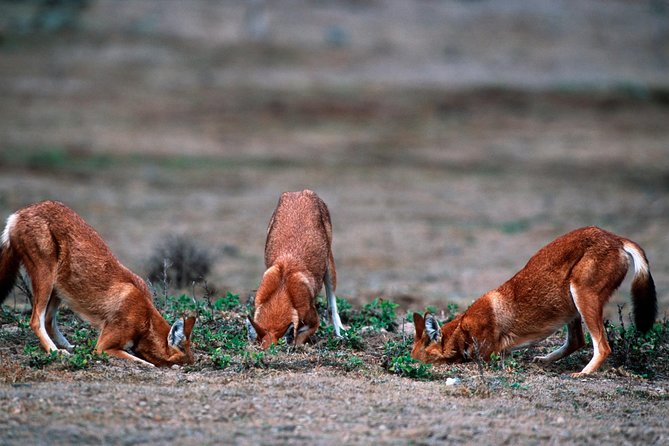 3 Days Bale Mountains Trekking - Who should book this trip?