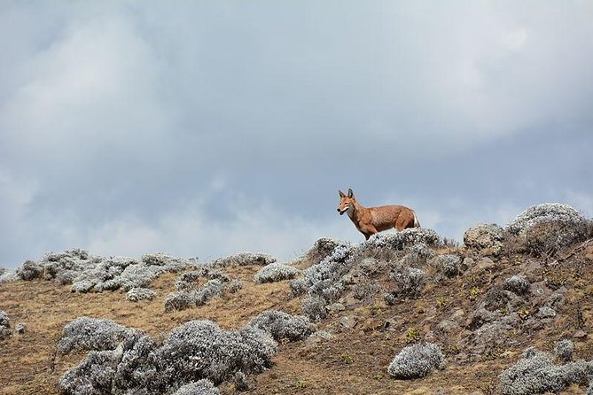 3 Days Bale Mountains trekking - Who will enjoy this trip most