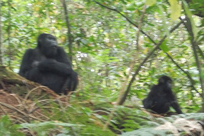3 Days Bwindi Gorilla Trekking tour - Why Lake Bunyonyi is a smart second stop