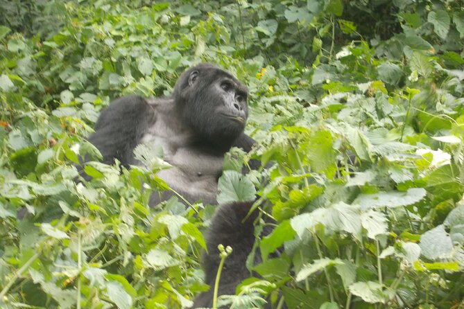 3 Days Bwindi Gorilla Trekking tour - What the $1,850 price really covers