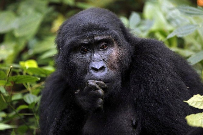 3 Days Gorilla Trekking Expedition Uganda - Day 1: a long transfer with a stop at Green Equator