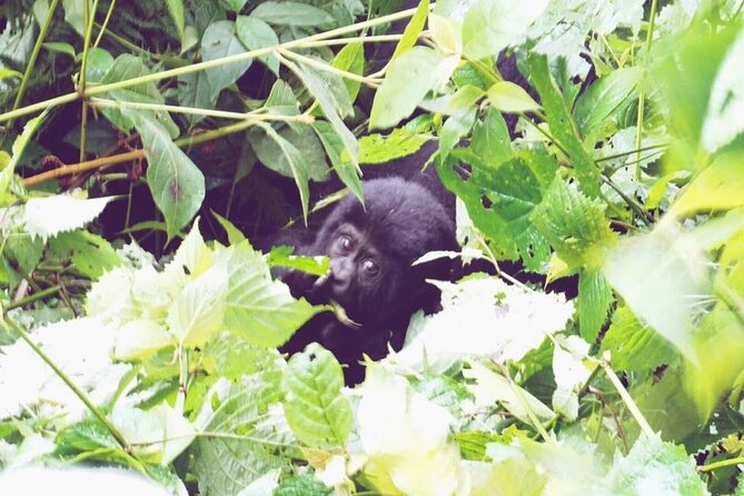 3 Days Gorilla Trekking Safari - Why this safari works as a short gorilla trip