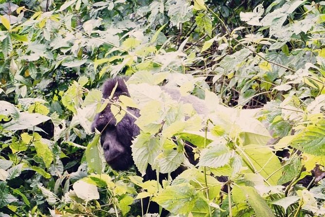 3 Days Gorilla Trekking Safari - Lake Bunyonyi and the final ride to Kigali