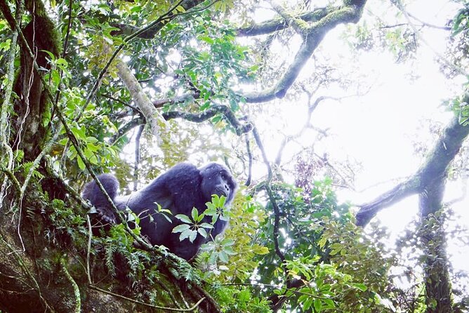 3 Days Gorilla Trekking Safari - Physical demands, timing, and what to pack