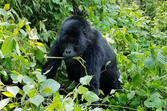 3 Days Gorilla Trekking Safari - Who will enjoy this safari most?