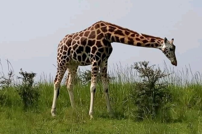 3 Days gorilla trekking Safari tour in Uganda - Day 3: The long return to Entebbe or Kampala