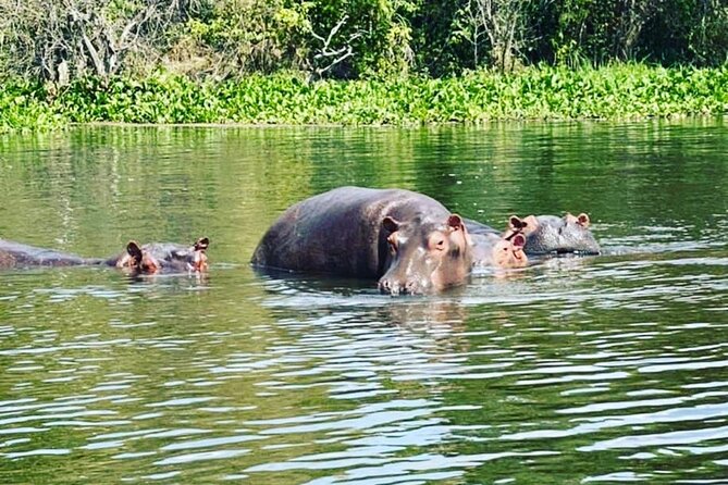 3 Days gorilla trekking Safari tour in Uganda - How the private guide changes the trip