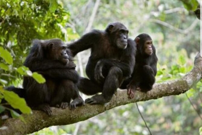 3 Days gorilla trekking Safari tour in Uganda - Comfort, food, and what is missing