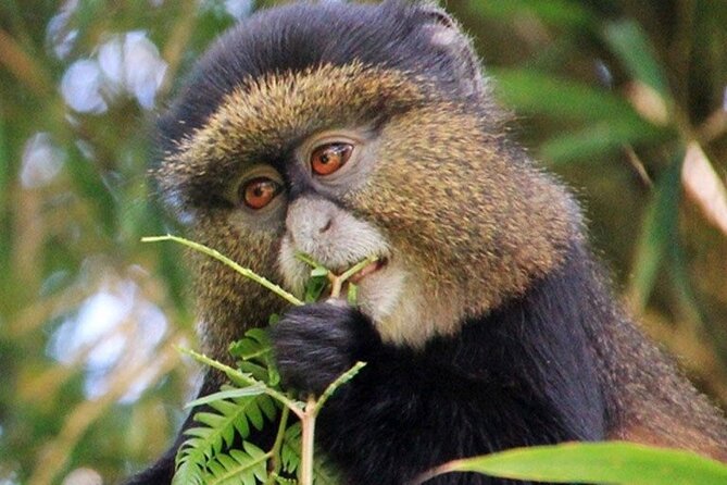 3 Days gorilla trekking Safari tour in Uganda - Who should book this three-day safari