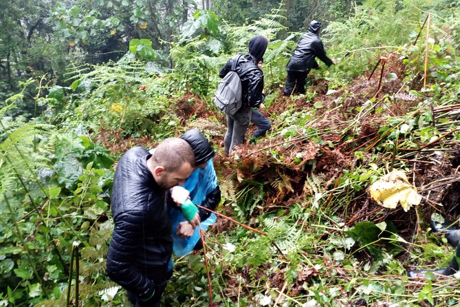 3 Days Gorilla trekking Safari Uganda, Bwindi Impenetrable Forest - Why Bwindi makes this trip special