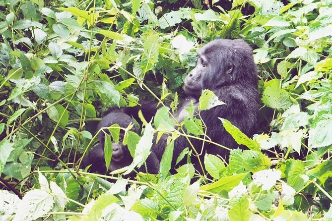 3 Days Gorilla Trekking Safari - Day two: the difficult and rewarding Bwindi trek