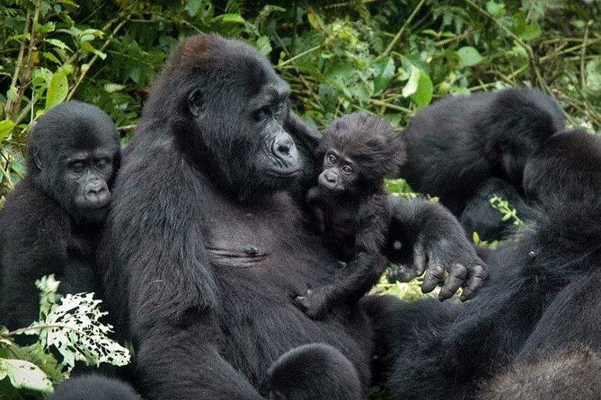3 Days Gorilla trekking tour - Key points before you book