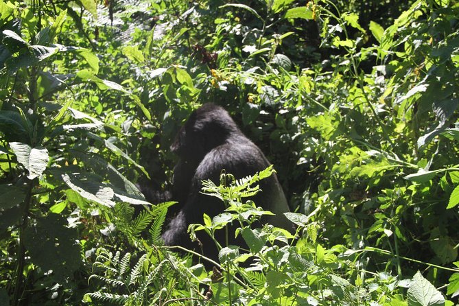 3 Days Gorilla trekking tour - Why the forest day is worth the effort