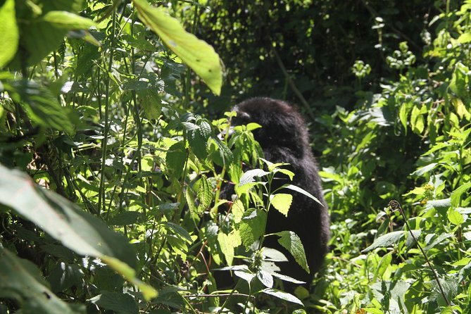 3 Days Gorilla trekking tour - Lake Bunyonyi and the confusing schedule