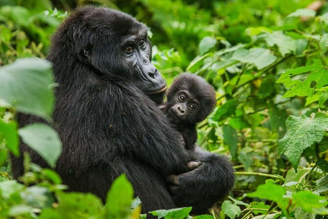 3 Days Gorilla trekking tour - The operator’s mixed service record