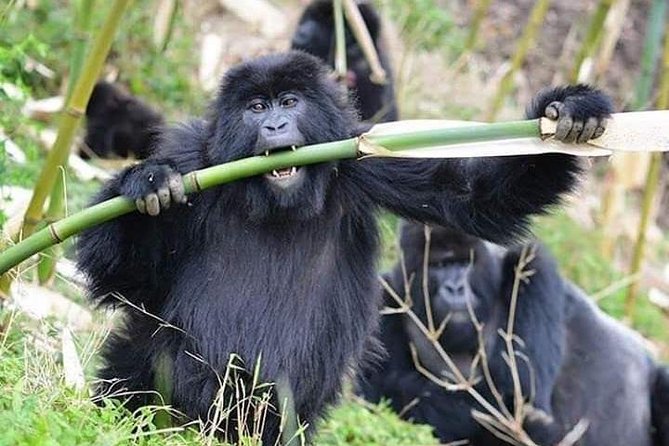 3 Days Lake Bunyonyi and Gorilla Trekking Tour in Uganda - Lake Bunyonyi gives the first day a gentler pace