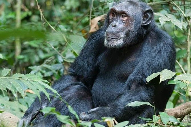 3 Days Lake Bunyonyi and Gorilla Trekking Tour in Uganda - Is the $2,194.88 price fair?