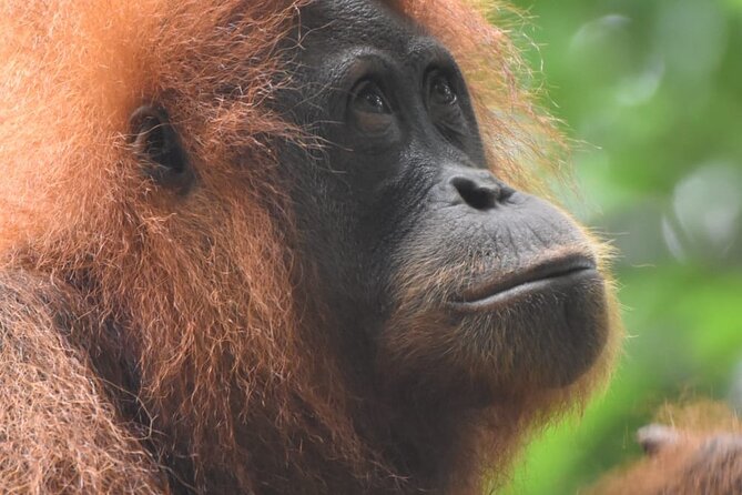 3 Days Orangutan Sumatra Jungle Trekking with Rafting - Starting in Bukit Lawang at 8:30 am