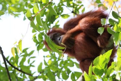 3 Days Orangutan Sumatra Jungle Trekking with Rafting