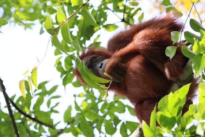 3 Days Orangutan Sumatra Jungle Trekking with Rafting - Day one: leaving the easy trails behind