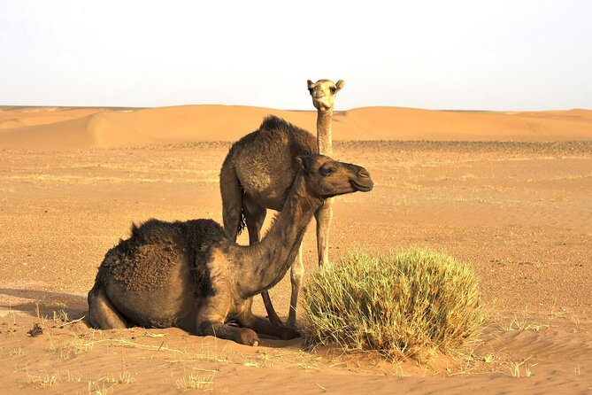 3-Days Private Sahara Desert Trek - Day 3: Returning to M’Hamid