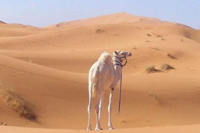 3-Days Private Sahara Desert Trek - Who will enjoy this trip most