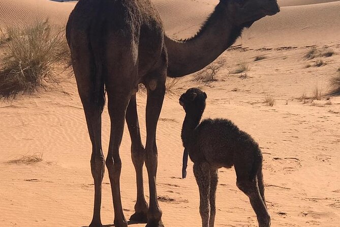 3-Days Private Sahara Desert Trek - Practical advice before you book