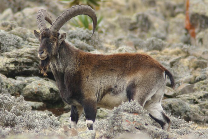 3 Days Simien Mountains Trekking - The camp experience and wildlife