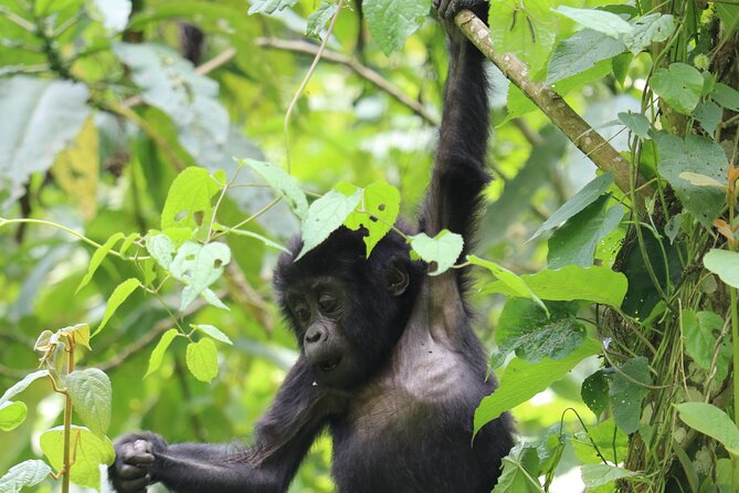 3 Days Uganda Gorilla trek Safari Tour - Key points to know before you book
