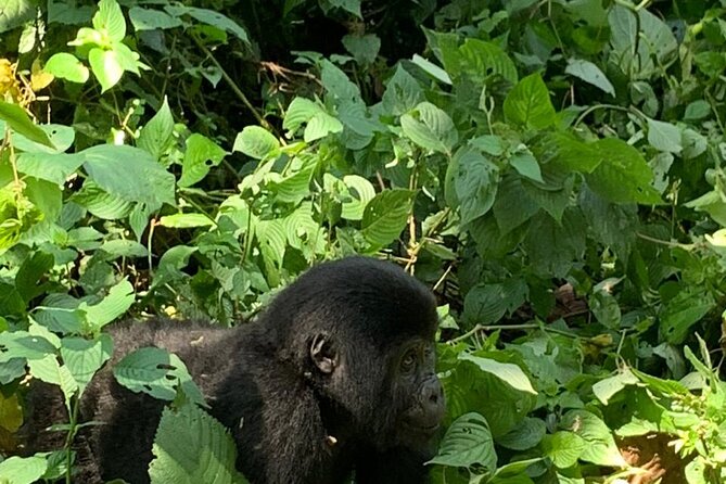 3 Days Uganda Gorilla trek Safari Tour - Day 1: The Equator and the long road to Bwindi
