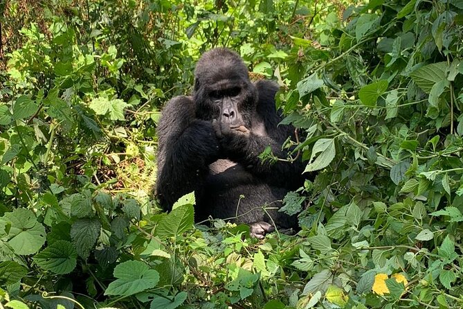 3 Days Uganda Gorilla trek Safari Tour - Bwindi Forest: why the setting matters