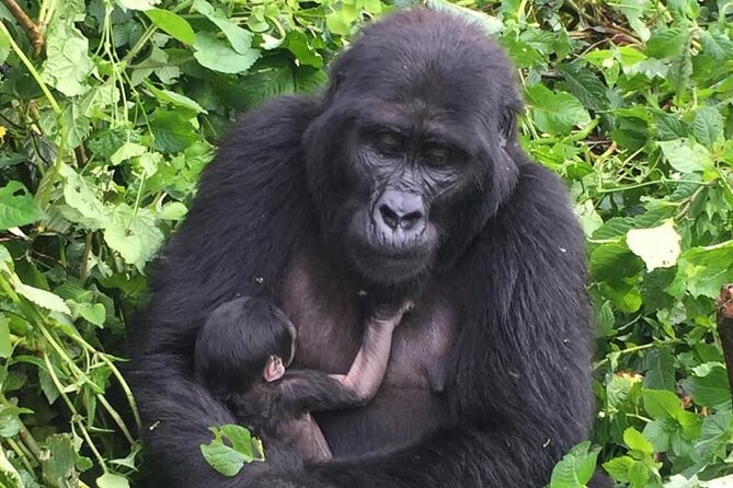 3 Days Uganda Gorilla Trekking Safari - Day One: Kigali, Katuna, and the Road to Bwindi