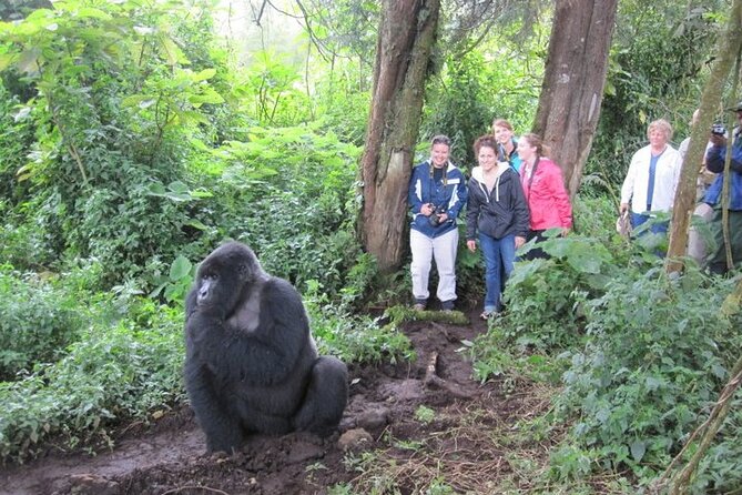 3 Days Uganda Gorilla Trekking Safari - Day Three: Islands, Viewpoints, and the Return to Kigali