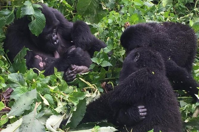 3 Days Uganda Gorilla Trekking Safari - What the $1,810.38 Price Means