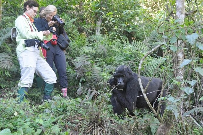 3 Days Uganda Gorilla Trekking Safari - Guides, Transport, and the Human Side of the Trip