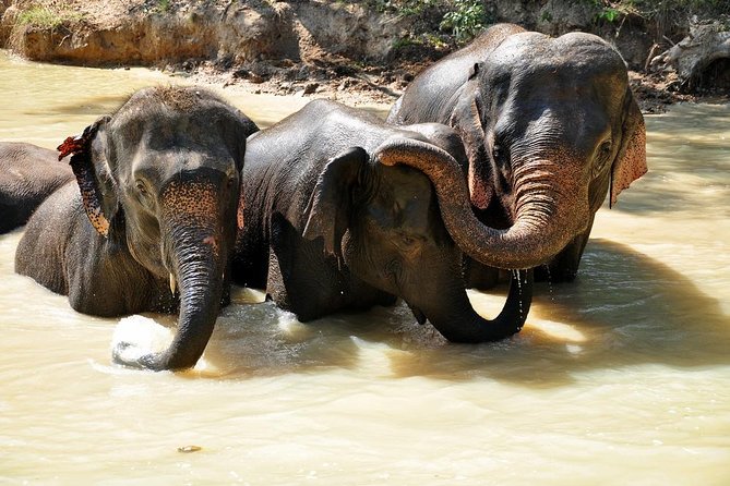 3-in-1: Doi Inthanon Tour, Elephant Sanctuary, and Trekking Trail - Why this day trip works for a short Chiang Mai stay