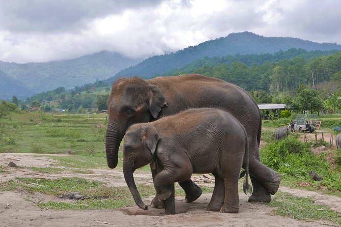 3-in-1: Doi Inthanon Tour, Elephant Sanctuary, and Trekking Trail - The King and Queen Pagodas