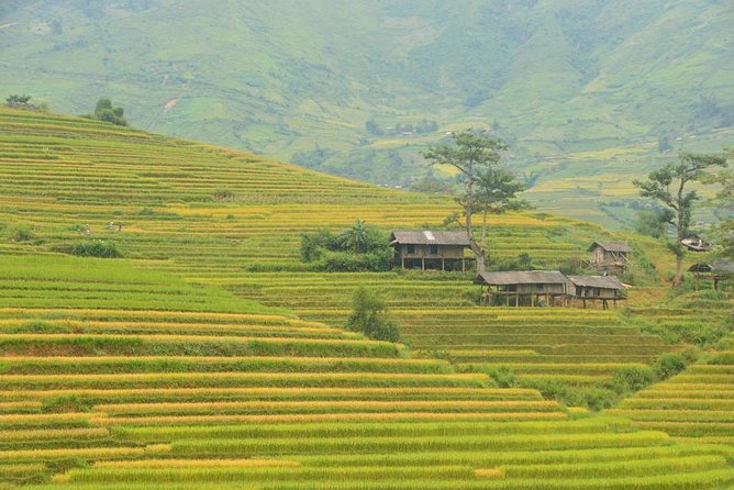 3-Night Sapa Trek and Homestay with Round Trip Transfer from Hanoi - Giang Ta Chai, bamboo forest, and terraced fields