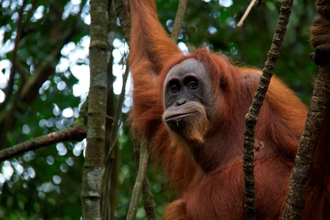 3D2N Jungle Trek | 2 Night accommodation | Pick up and drop off - Two nights in the forest, with simple comforts