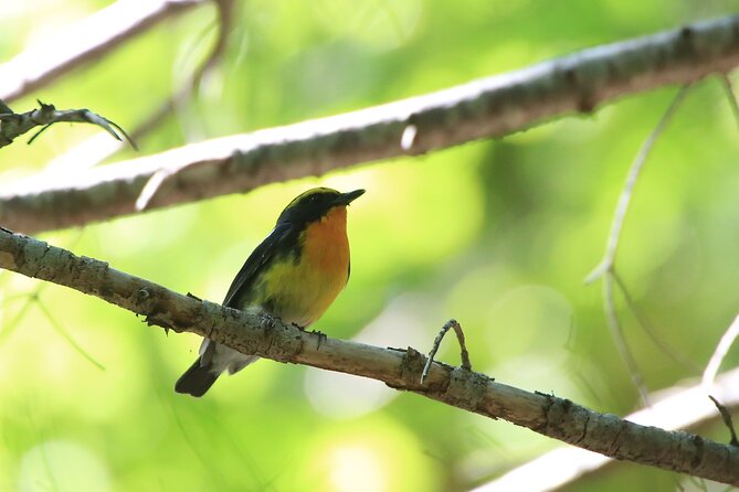 3hours Primeval Forest and Stunning Views of Cliff Trekking Tour - Wildlife tracks, deer, birds, and bear country