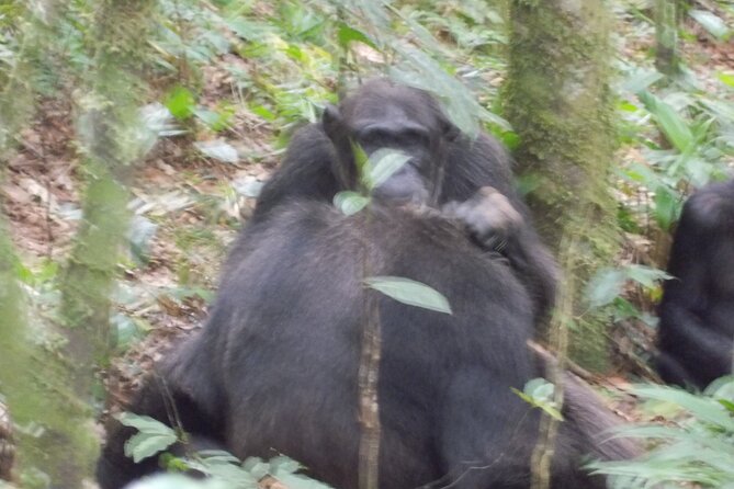 4 Day Golden Monkeys Bwindi Gorillas Wildlife and Chimps Trek - Day 1: Golden monkeys before the Uganda border