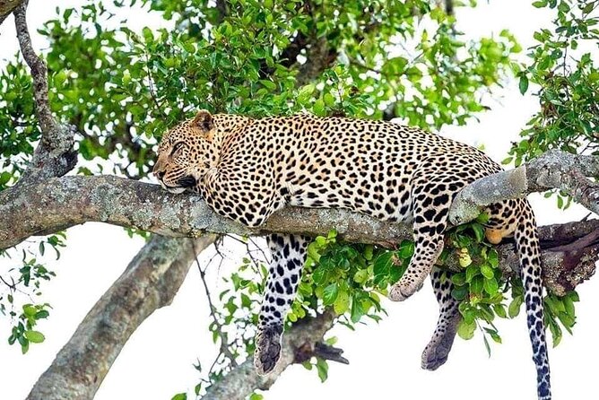 4 Day Golden Monkeys Bwindi Gorillas Wildlife and Chimps Trek - Who should choose this four-day safari?