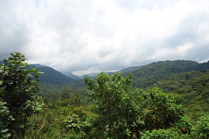 4-Day Gorilla & Chimpanzee Trekking Luxury Fly-in Tour in Uganda - Chimpanzee trekking in Kibale Forest