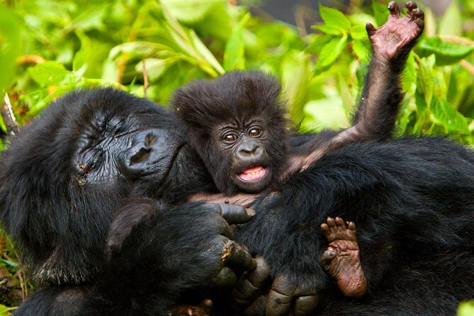 4 Day Gorilla Trekking & Golden Monkeys - What the $2,500 price really covers