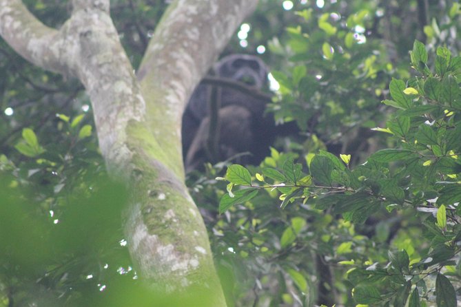 4 Day Gorilla Trekking & Golden Monkeys - Day 2: Gorilla trekking in Bwindi