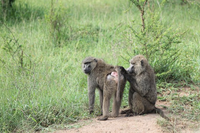 4 Day Gorilla Trekking & Golden Monkeys - Day 3: Golden monkeys in Mgahinga