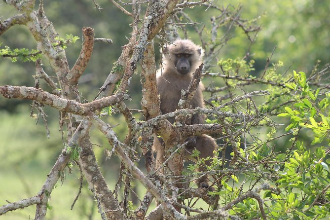 4 Day Gorilla Trekking & Golden Monkeys - Comparing Bwindi gorillas with Mgahinga golden monkeys