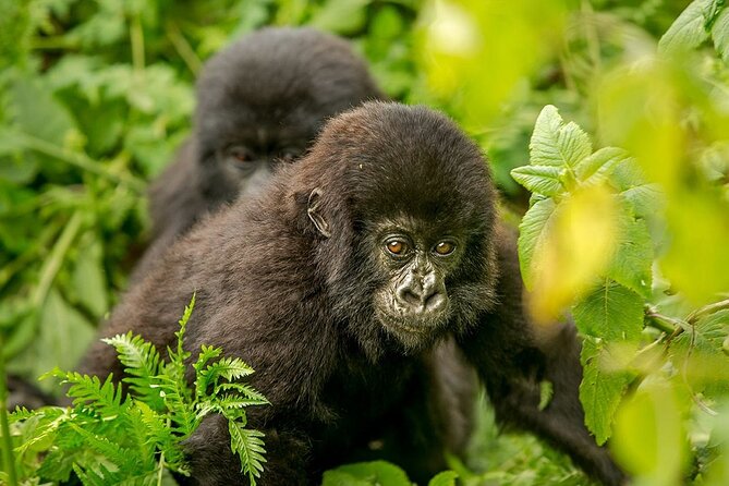 4 Day Gorilla Trekking & Golden Monkeys - Guides, service, and communication